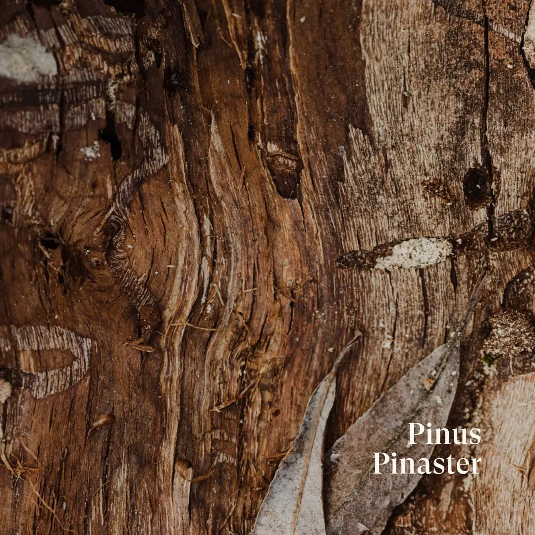 AIVA The Skin Capsule