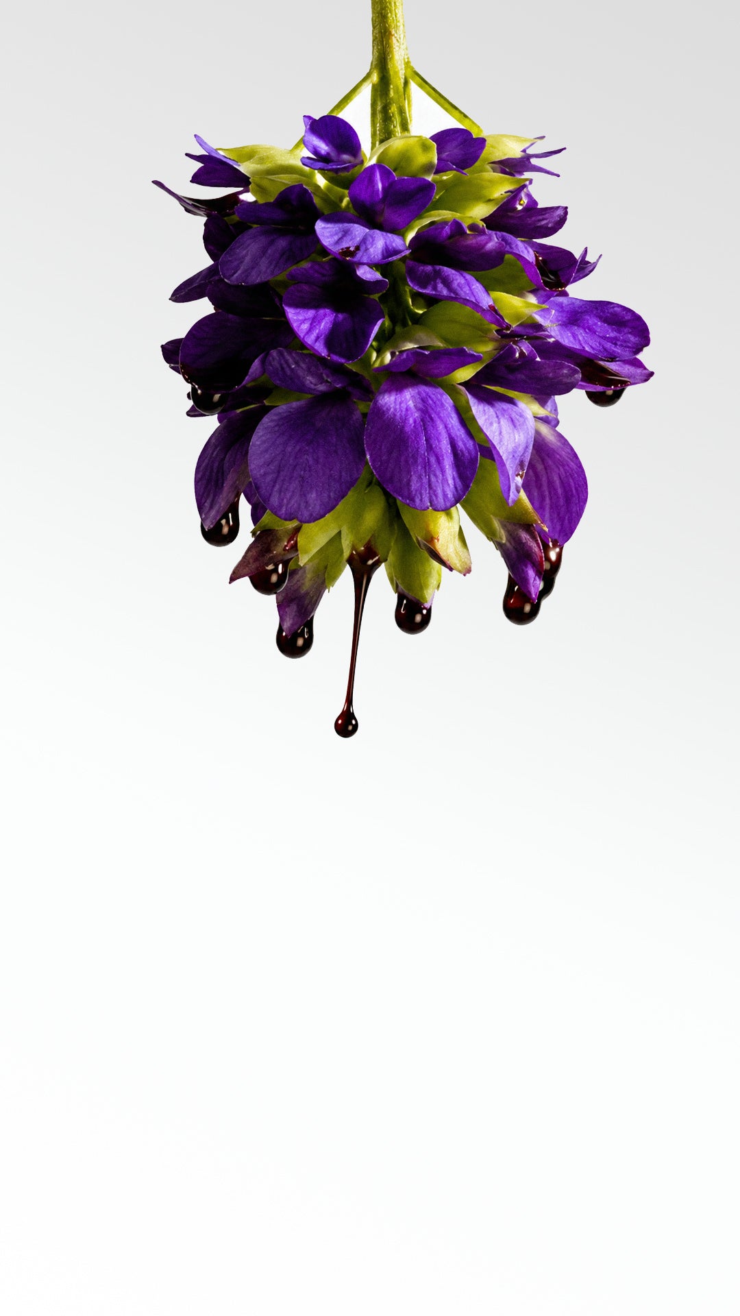 HANA DEFIES TIME Phytotherapy Serum